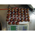 chestnut mpya ya 30-40 / kg